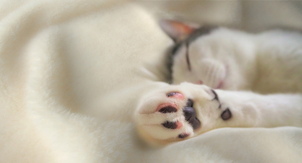 毛布で眠る猫